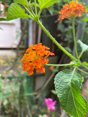 Natural photos