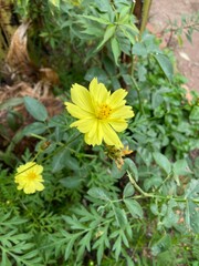 Natural photos