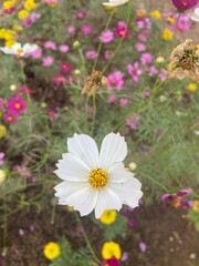 Natural photos