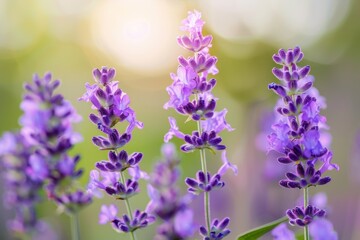 Fototapeta premium Close up of lavender blossoms