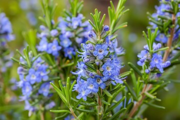 Obraz premium Close up of rosemary flowers blooming in spring
