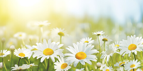 white and yellow flowers growing in a garden spring decoration on a blurred background