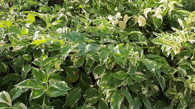Acalypha siamensis variegated or commonly called white beluntas leaves. White beluntas leaves blowing in the wind