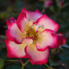 'Betty Boop' Floribunda Rose in Bloom. San Jose Municipal Rose Garden in San Jose, California.
