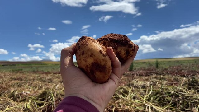 Incredible video of hands holding a freshly harvested potato in a farm and showing it to the sky.