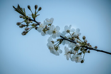 cherry blossom in springtime with blue sky and white clouds