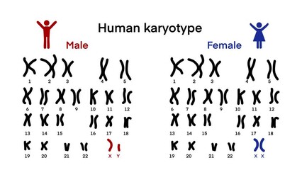 Normal human karyotype chromosome, Human karyotype and chromosome structure, Sex chromosome structure, Male and Female, Biological study, Autosome and sex chromosome, Men and Women - Powered by Adobe
