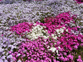Fototapeta premium 一面の芝桜