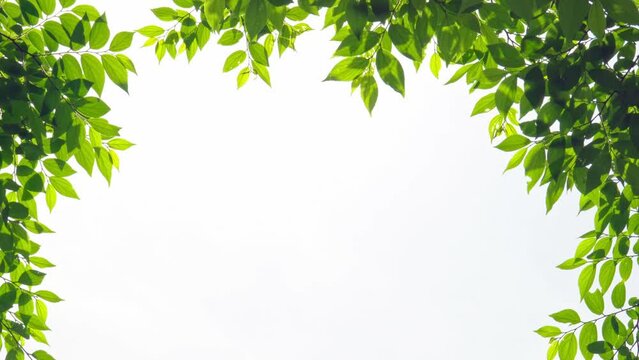 初夏の風に揺れる若葉のフレーム