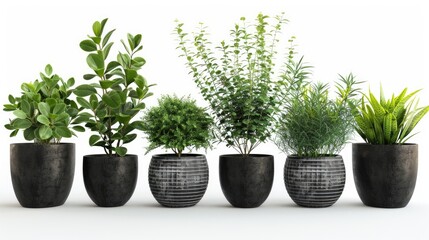 Collection of potted indoor houseplants in black decorated pots.