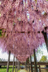 茨城県潮来市　潮来あやめ園の藤棚
