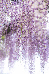 茨城県潮来市　潮来あやめ園の藤棚
