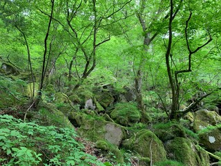 ジブリに出てきそうな自然な緑の景色