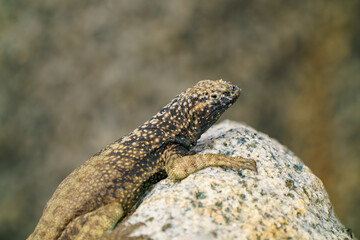 Atacama racer lizard (Microlophus Atacamensis) on a rock. Atacama Desert, Antofagasta, Chile