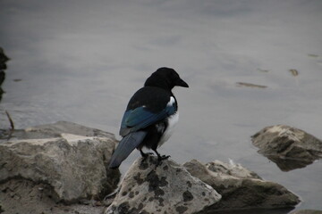 Magpie On The Rocks, Banff National Park, Alberta