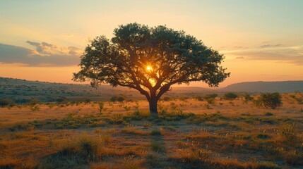   A solitary tree in a field, sun setting in the distance