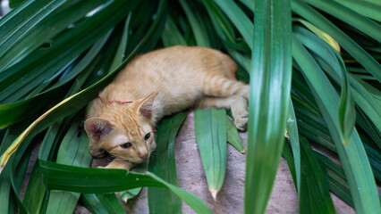 A little orange cat is growing up and is being naughty.