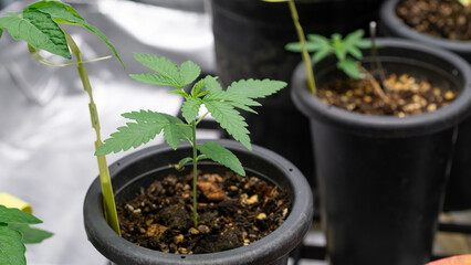 Marijuana at 2 weeks old, past kindergarten age Ready to move to a new, larger pot. For further growth, you can fertilize as usual. Because the tree is strong