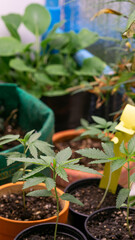 Marijuana at 2 weeks old, past kindergarten age Ready to move to a new, larger pot. For further growth, you can fertilize as usual. Because the tree is strong
