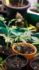 Marijuana at 2 weeks old, past kindergarten age Ready to move to a new, larger pot. For further growth, you can fertilize as usual. Because the tree is strong