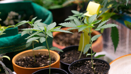 Marijuana at 2 weeks old, past kindergarten age Ready to move to a new, larger pot. For further growth, you can fertilize as usual. Because the tree is strong