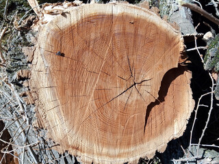 Intricate Wooden Textures