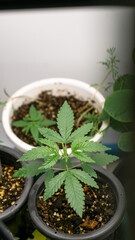 Marijuana at 2 weeks old, past kindergarten age Ready to move to a new, larger pot. For further growth, you can fertilize as usual. Because the tree is strong