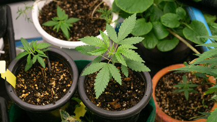 Marijuana at 2 weeks old, past kindergarten age Ready to move to a new, larger pot. For further...