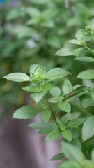 close up of a plant