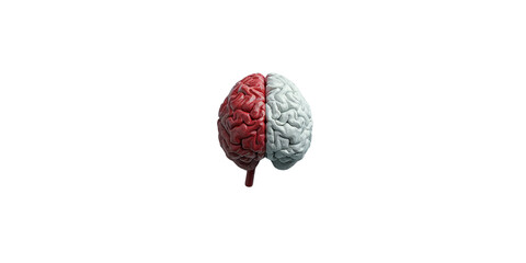  brain with right side red and left side white on light background