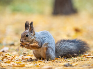 Autumn squirrel with nut sits on green grass with fallen yellow leaves