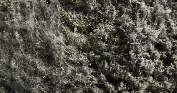 Mold on bread closeup. Dangerous to health moldy bread concept