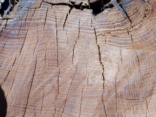 Intricate Wooden Textures