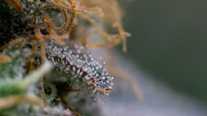 Marijuana flower trichomes in beautiful, crystal-like moments.