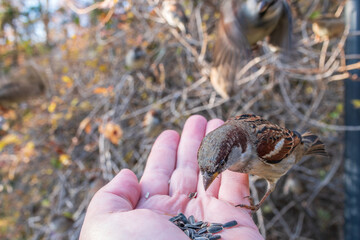 Sparrow eats seeds from a man's hand