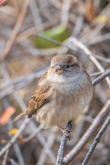 Sparrow sits on a branch without leaves.