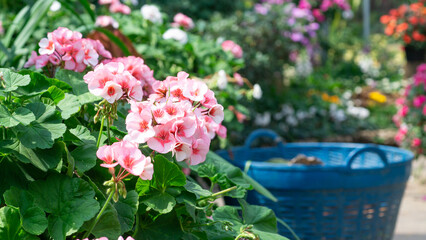 pink flowers in a garden