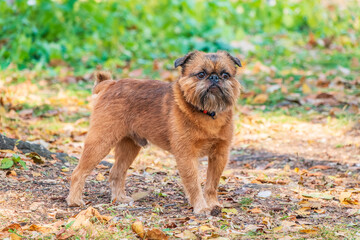 Brussels Griffon for a walk in the park