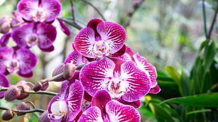 purple orchid flower