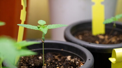 At the beginning of planting the seeds are just emerging from the soil.Autoflower cannabis strain...