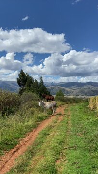Video of Jauja landscape in peru with a donkey and a horse enjoying the outdoors.