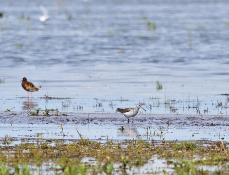 Gr&uuml;nschenkel (Tringa nebularia) am Zicksee, &Ouml;sterreich