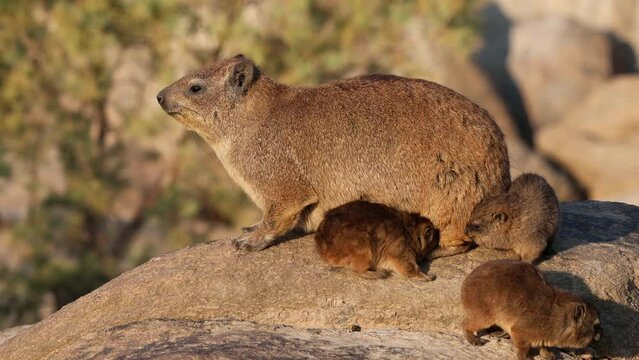 A rock hyrax (Procavia capensis) with small pups basking on a rock, Augrabies Falls National Park, South Africa