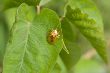 Charidotella sexpunctata, the golden tortoise beetle, is a species of beetle