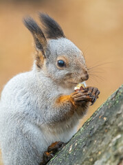 The squirrel with nut sits on tree in the autumn. Eurasian red squirrel, Sciurus vulgaris.
