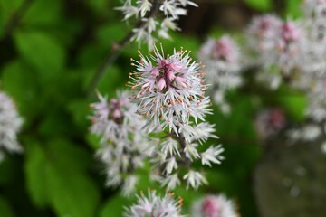 Foam flower (Tiarella) flowers. Saxifragaceae perennial plants.Many pale pink florets bloom in racemes from March to April.