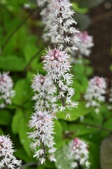Foam flower (Tiarella) flowers. Saxifragaceae perennial plants.Many pale pink florets bloom in racemes from March to April.