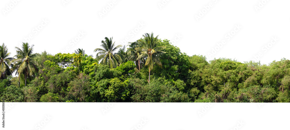Wall mural tree line lush green forest with palm trees and a white background