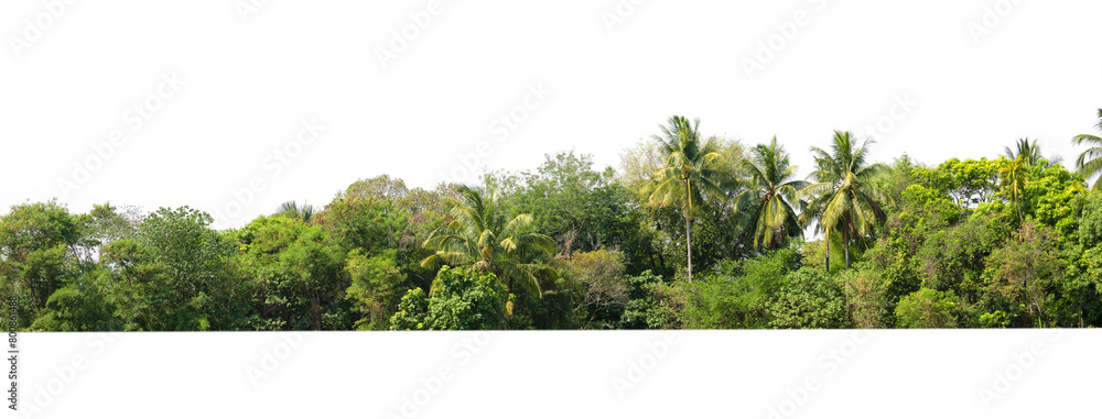 Wall mural tree line lush green forest with palm trees and a white background