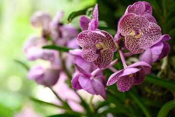 Beautiful Purple Vanda orchid flower blossom in Thailand